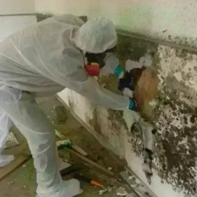 Mold Remediation and Removal in Leeds, AL